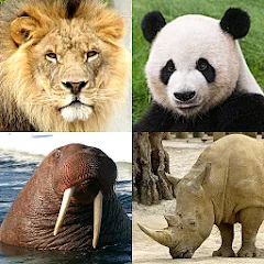 Взломанная Animals Quiz Learn All Mammals [MOD: все млекопитающие разблокированы] на Андроид
