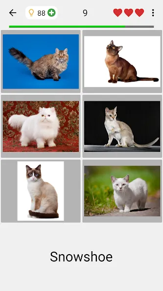 Скачать Cats Quiz Guess Popular Breeds [MOD: открыты все породы и подсказки] — скриншот 2