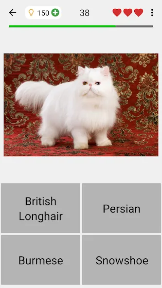 Скачать Cats Quiz Guess Popular Breeds [MOD: открыты все породы и подсказки] — скриншот 4