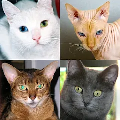 Скачать Cats Quiz Guess Popular Breeds [MOD: открыты все породы и подсказки]