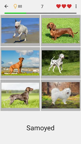 Dogs Quiz - Guess All Breeds! [MOD: все породы собак разблокированы] на Андроид — скриншот 1