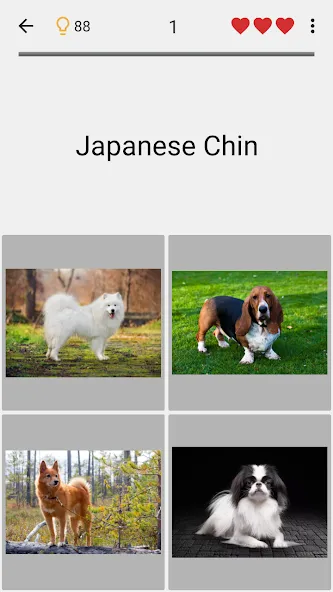 Dogs Quiz - Guess All Breeds! [MOD: все породы собак разблокированы] на Андроид — скриншот 4