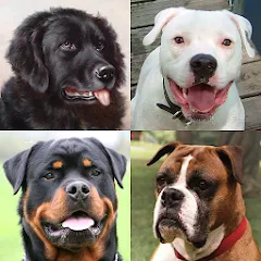 Dogs Quiz - Guess All Breeds! [MOD: все породы собак разблокированы] на Андроид