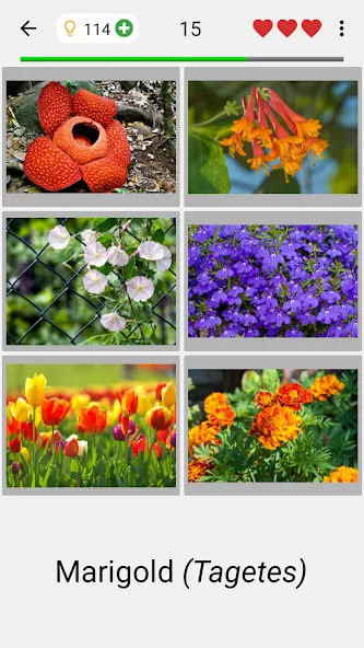 Flowers Quiz - Identify Plants [MOD: все растения разблокированы] — Скачать бесплатно (APK) — скриншот 2
