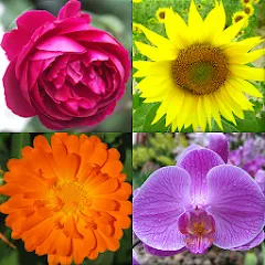 Flowers Quiz - Identify Plants [MOD: все растения разблокированы] — Скачать бесплатно (APK)