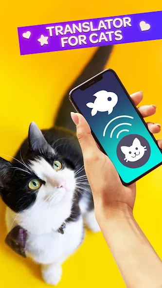 Cat Translator Pet Talk Meow [MOD: безлимитное общение с котами] последняя версия — скриншот 1