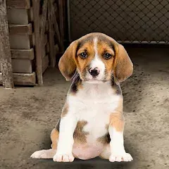 My Pet Animal Shelter World [MOD: безлимитные монеты и все питомцы открыты] (Бесплатно / APK)
