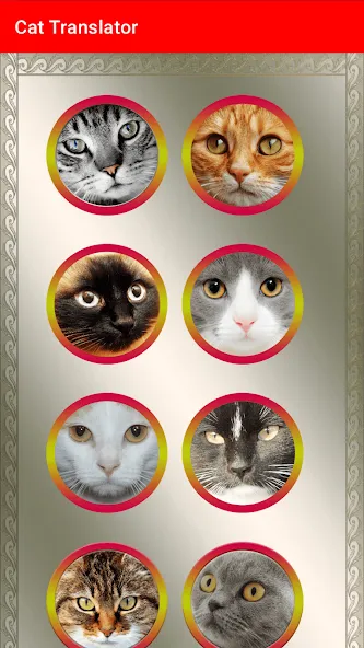 Translator for Cats Prank [MOD: переводчик кошачьих звуков без ограничений] последняя версия — скриншот 3