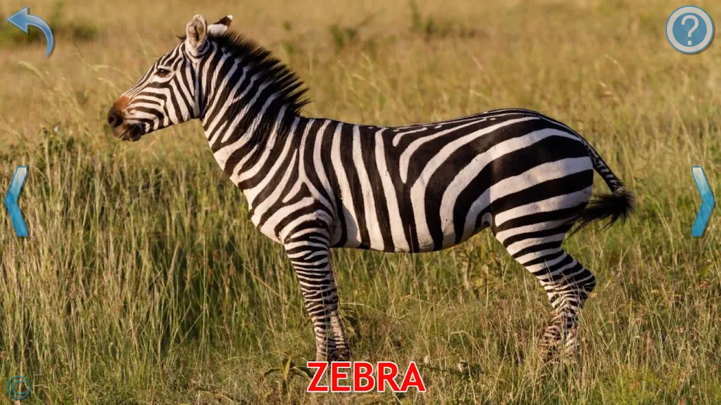 Animals for Kids [MOD: все животные разблокированы и без рекламы] (Бесплатно / APK) — скриншот 3