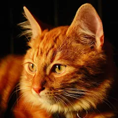 Talking Lovely Cat [MOD: безлимитные монеты и наряды] последняя версия